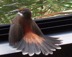 Rufous Fantail found himself on the wrong side of the window