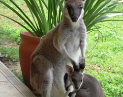 Wallaby with very young joey